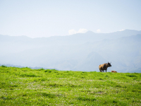 Nutrição E Alimentação De Ruminantes