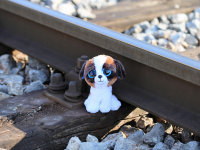 O Ciclo Abusivo E Os Traumas