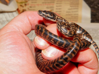 Curso POO Python (COMPLETO)