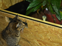 Programación Orientada a Objetos con PYTHON (Completo) 2020