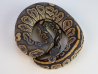 Curso de Python de Cero a POO