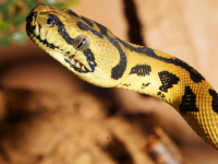 Curso de Programación Python Desde Cero