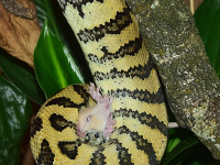 Curso Python - Desarrollo de Aplicaciones Gráficas - Ventanas y Controles en Python