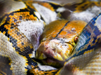 [CURSO] PYTHON para PRINCIPIANTES