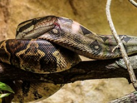 Python: Introducción a POO