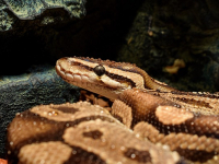 Curso Visualización de Datos con Python - MATPLOTLIB - SEABORN - DASH - PLOTLY