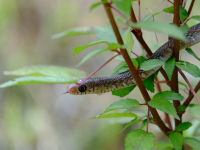 Programación Orientada a Objetos (POO) en Python