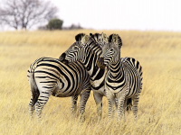 Dinamización Grupal