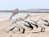 Herramientas para Dinamización de Clases