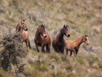 DINAMIZACIÓN RECREOS