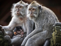 Dinamización Alimentación