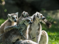 DINAMIZADOR COMUNITARIO