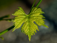 INFORMACIÓN del VINO