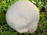 APRENDE VOLEIBOL DESDE CERO en TU CASA (CURSO COMPLETO)