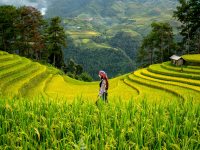 Producao Animal E Vegetal