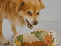 Básico em Adestramento De Cães
