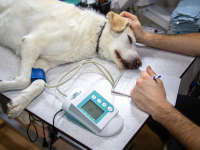 Visão Geral Sobre Dermatologia Animal