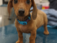 Radiologia Animal-Diagnóstico Por Imagem