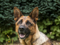 Treinamento e Instrução de Cães Guias