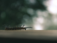 Entomologia Agrícola e Manejo de Pragas