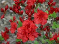 Planificación, Gestión y Manejo de Espacios Verdes