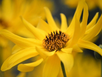 SHORTS de Ideas y Claves para Paisajismo y Jardinería