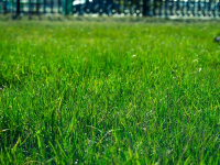 Neuropaisajismo. Jardinería y Horticultura Terapéutica