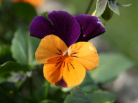 Como Hacer Nacimientos Navideños, Tutorial Como Pintar un Nacimiento