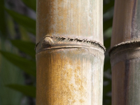 Curso de Construcción con Bambu / Guadua