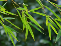 Manualidades con Bambú