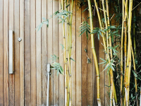 CÓMO REPRODUCIR el BAMBU de la SUERTE