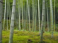 Como Hacer una Quena de Bambú