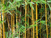 Sustrato del Lucky Bamboo Cómo Hacer el Sustrato del Bambu de la Suerte
