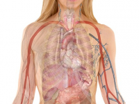 Curso Fisiología Humana (UMA)