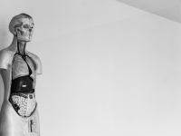 Teóricos de Fisiología Humana