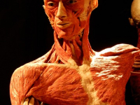 INTRODUCCION al CUERPO HUMANO - Tortota Derrickson