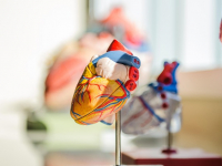 Anatomía y Fisiología Humana II