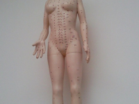 Anatomía y Fisiología Humana