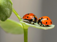 La Comunicacion en la Pareja
