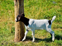 Cría y Procesamiento de Animales para Consumo