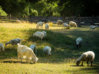 Cría de Animales de Granja Ganadería, Agricultura y Vida Rural Agro Channel TV