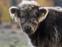 Cría y Procesamiento de Animales