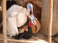 Consejos para la Cría de PAVOS REALES