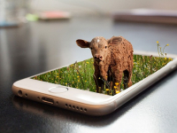 Ventaja y Desventaja para Criar Animales