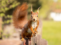 Cria de Animales de Granja