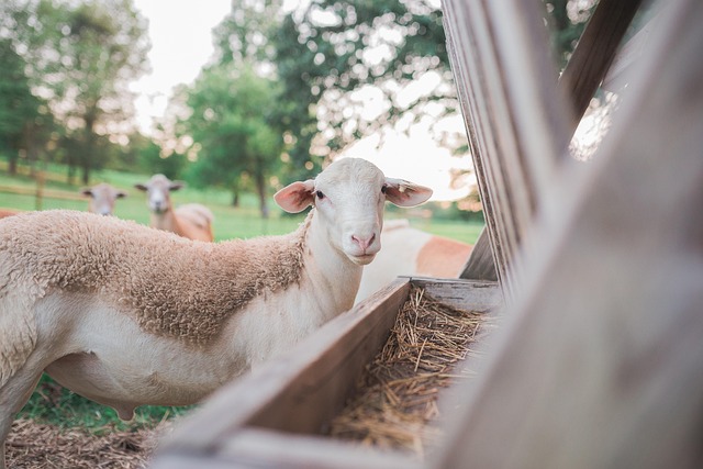 Free Course of Inspiring Successful Animals Farming Tutorial Course ...
