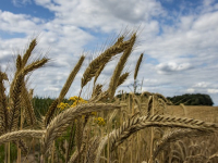 ECON 353 Agricultural Marketing, Trade and Prices