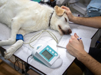 Animal Surgery