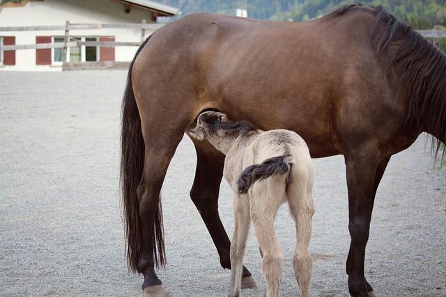Free Course of Animal Breeding Made Easy free - Online course about ...