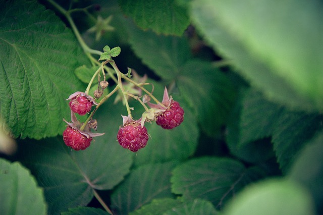 Free Course of Raspberry Pi Tutorials free - Online course about ...